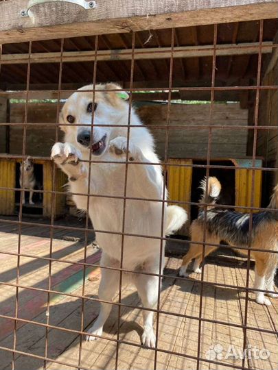 Керн терьер