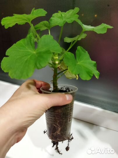 Пеларгония герань сортовая