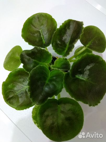 Фиалка цветущая