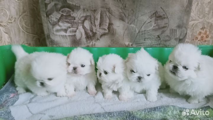 Милые щенки