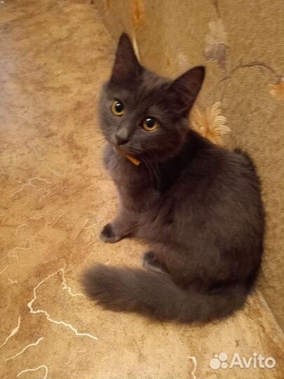 Кошка в дар