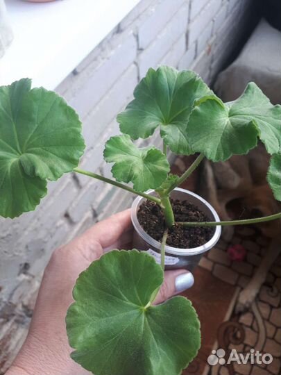 Пеларгония герань