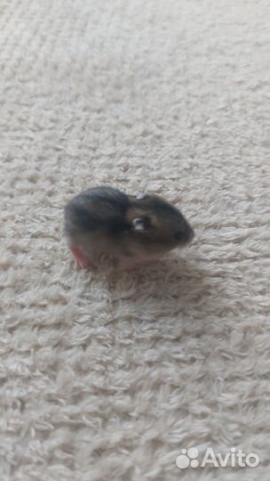 Джунгарский хомяк бесплатно