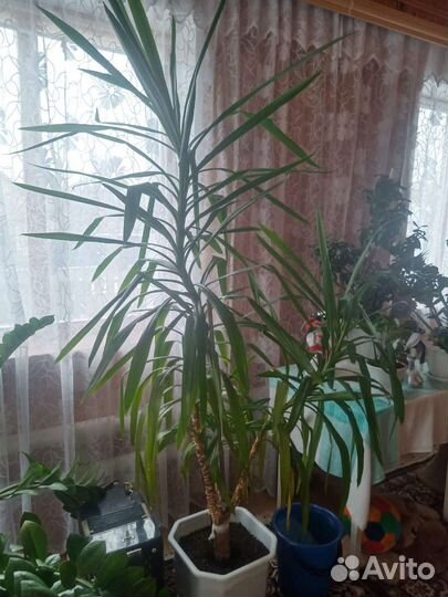 Комнатные растения