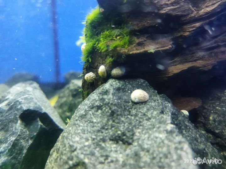 Теодоксус улитки