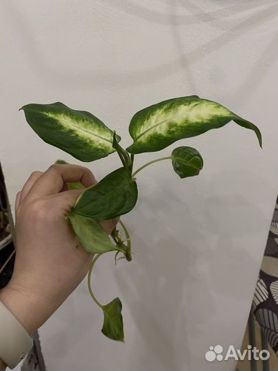 Диффенбахия