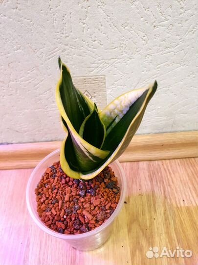 Сансевиерия Бонсель, Старс