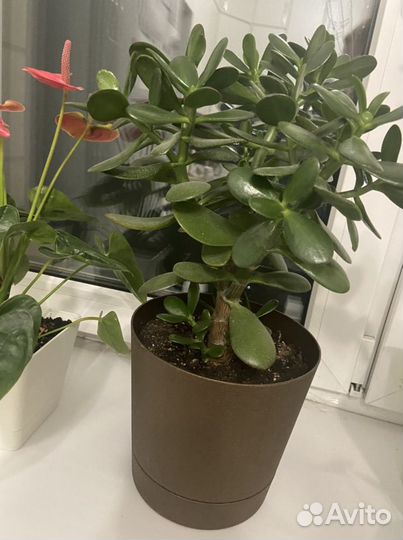 Толстянка денежное дерево