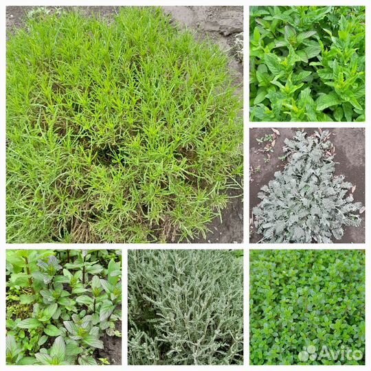 Многолетние садовые растения