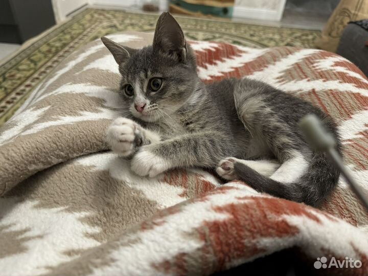 Котенок серенький