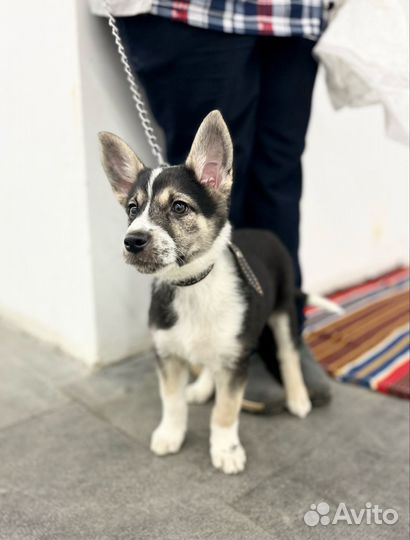 Щенок в добрые руки