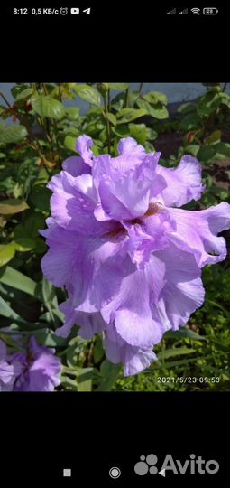 Многолетники садовые