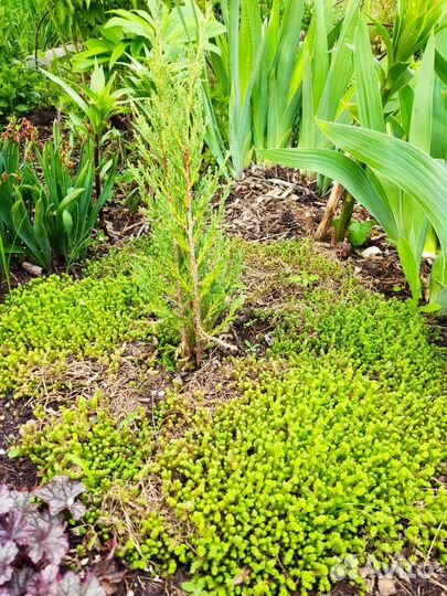 Почво покровное очиток