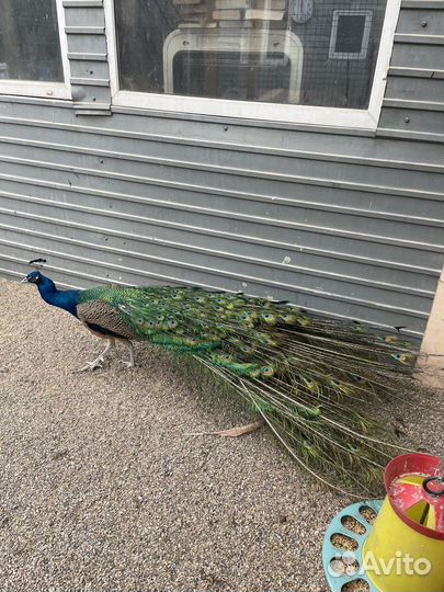 Фазаны павлины