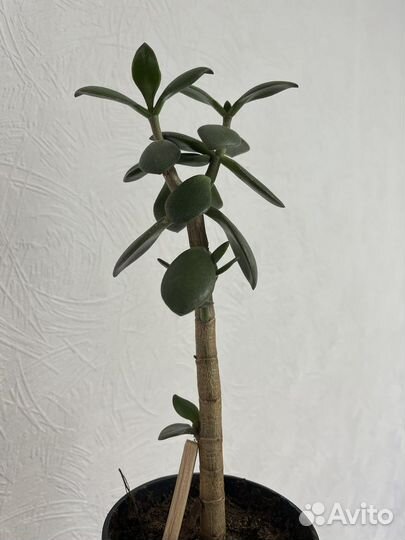 Суккуленты или денежные дерево