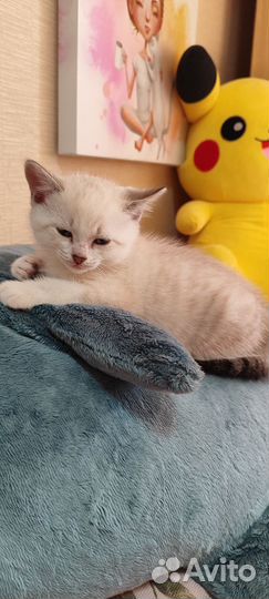 Отдам котят в добрые руки