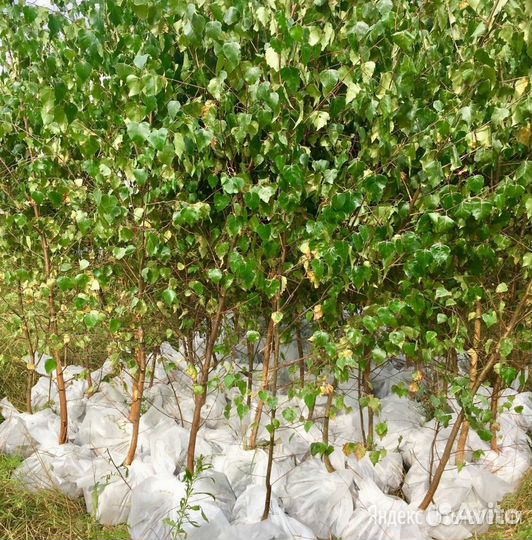 Саженцы сосны,берёзы, орешника,дуба,лиственницы