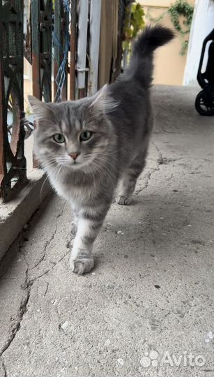 Кот в добрые руки