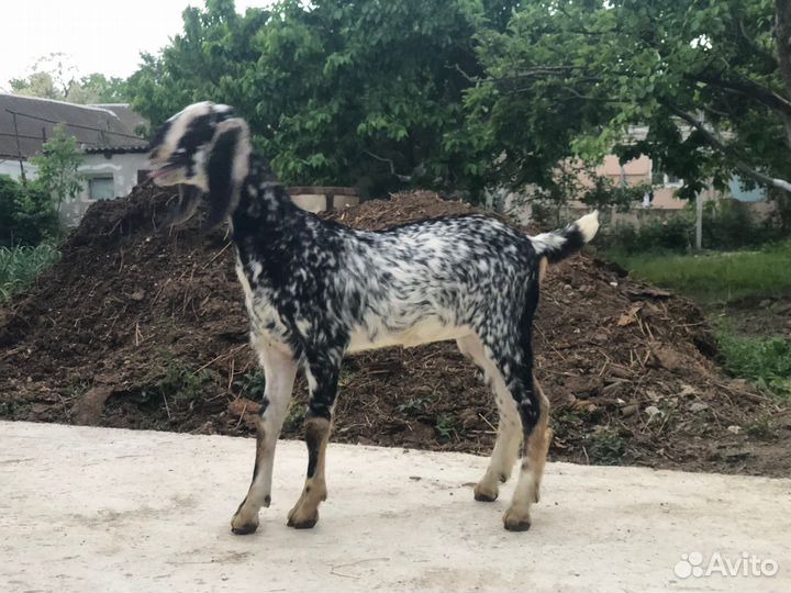 Козы