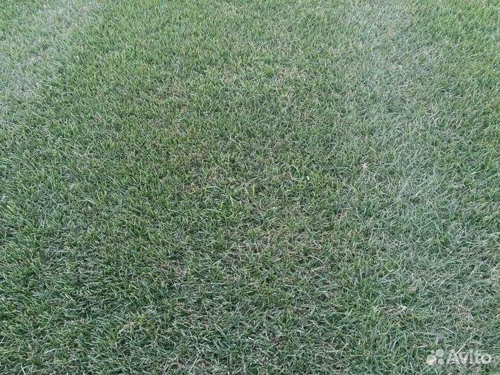 Рулонный газон, укладка, продажа