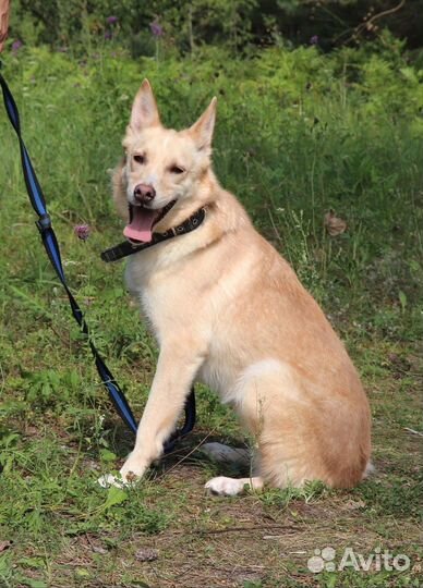 Собака Мирта