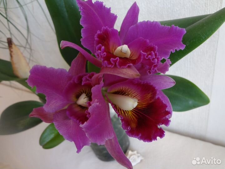 Орхидея каттлея, делёнка