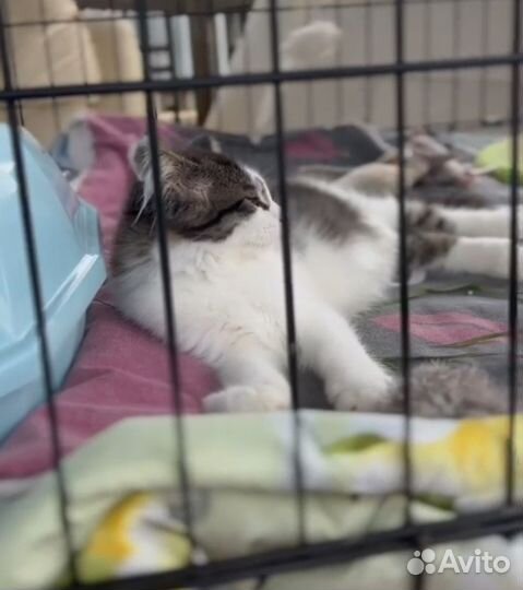 Котята в добрые руки