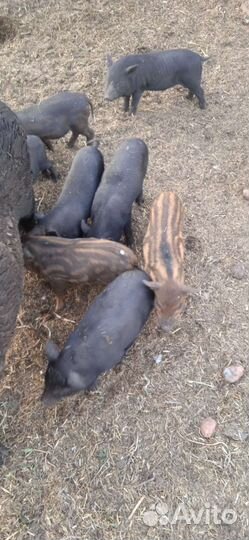 Вьетнамские вислобрюхие поросята