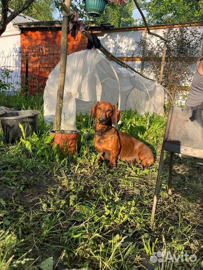 Такса вязка мальчик