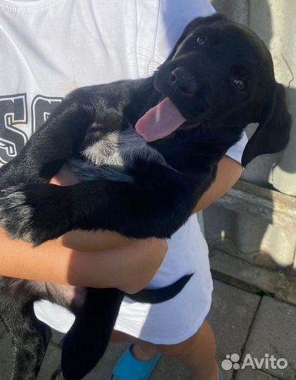 Щенок в добрые руки бесплатно