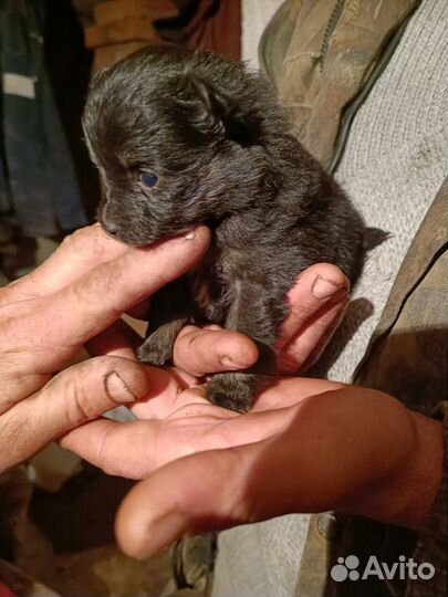 Щенки шпица