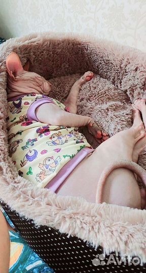 Канадский сфинкс вязка