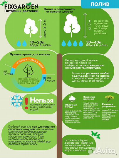 Барбарис тунберга Высота от 25см