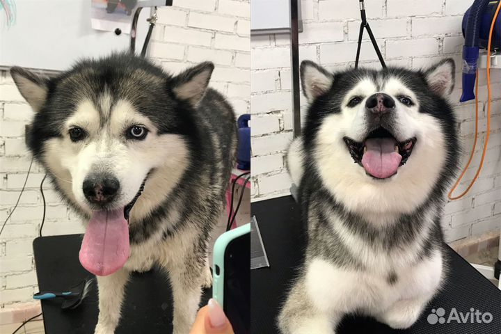 Грумер на дом