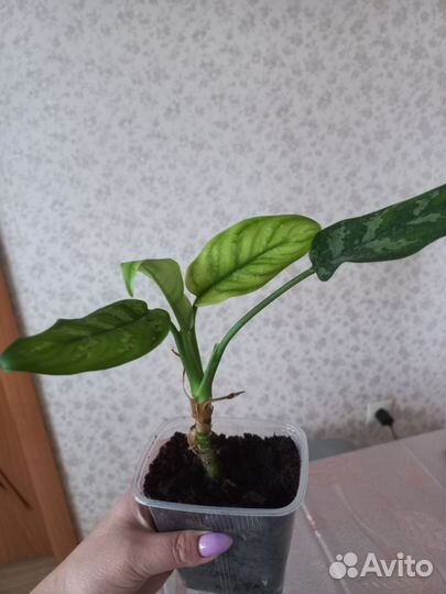 Комнатные цветы