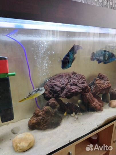 Аквариум с обитателями