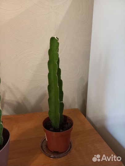 Кактус суккулент Эпифиллум