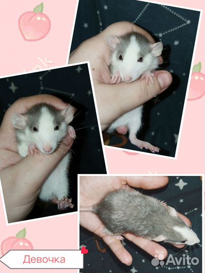 Декоративная крыса Дамбо и стандарт