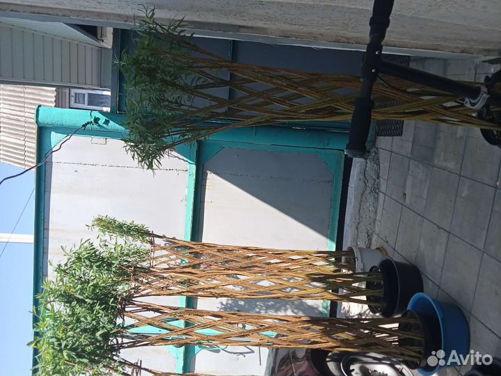 Декоративная пальма из сортовой ивы