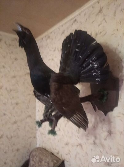 Чучело глухаря