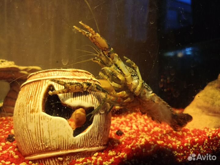 Мраморные раки, улитки ампулярии