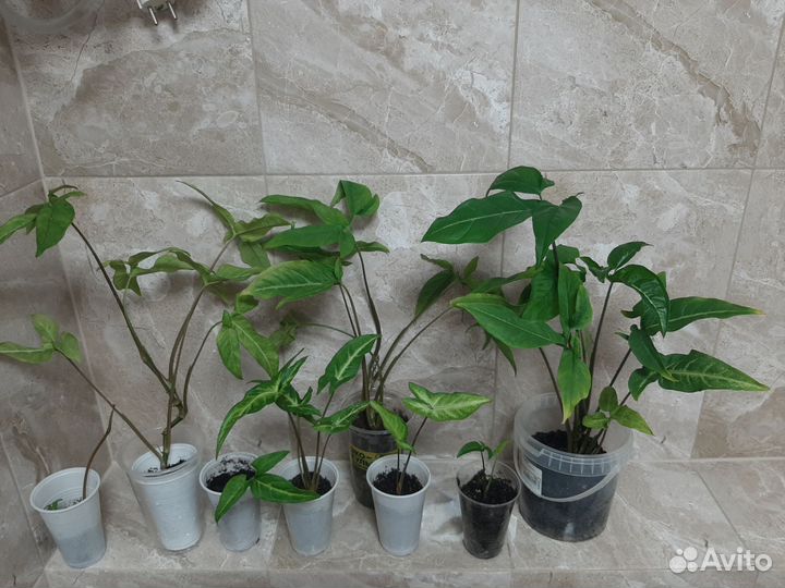 Сингониум