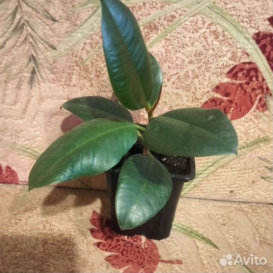 Фикусы эластик