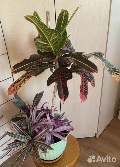 Пальма Юкка и рео