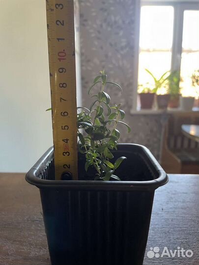 Комнатные цветы мирт