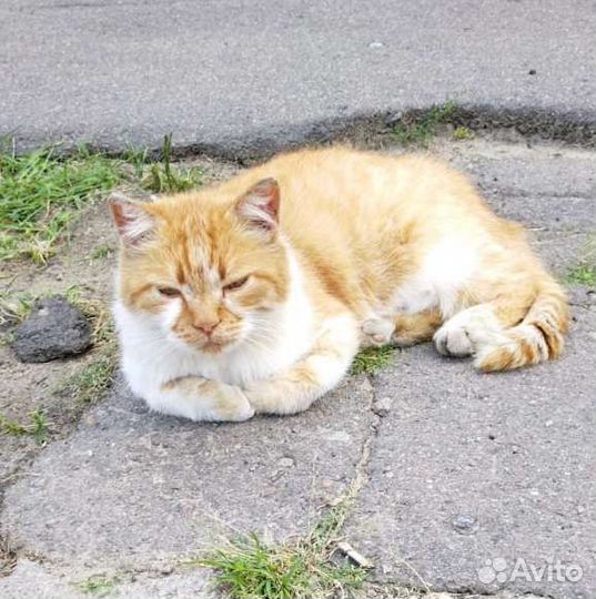 Кот на улице. Кому счастье в дом