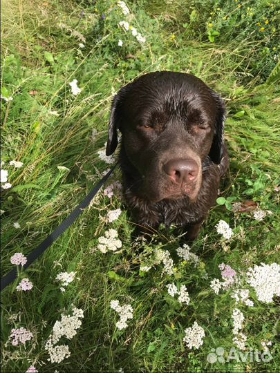 Шикарный кобель для вязки