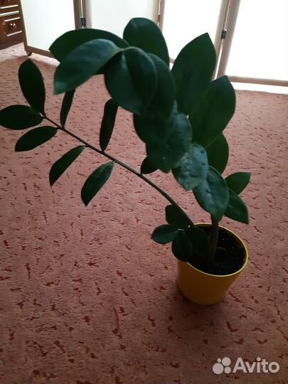 Замиокулькас