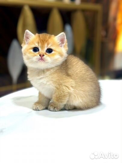Котята британская золотая шиншилла