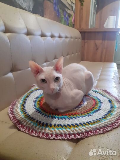Кот вязка